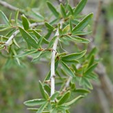 Antelope Bitterbrush